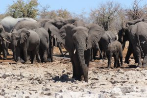 Elephant herd in Etosha National Park Namibia